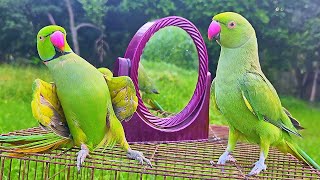 Funny Parrot Talking Video [upl. by Naxela]