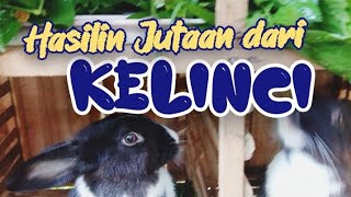 Alih Profesi Aja  Ternak Kelinci [upl. by Joscelin598]