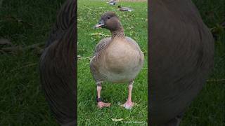 Pinkfooted Goose  Kurzschnabelgans Heidelberg [upl. by Recnal]