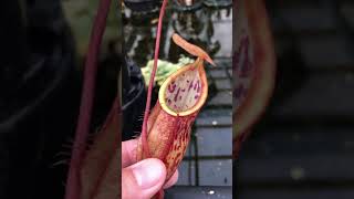 Nepenthes spathulata x glabrata BE3790 [upl. by Aihsila]