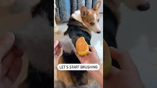 Pupback How to use Dog Steam Brush 🐾✨DogGrooming [upl. by Monia]