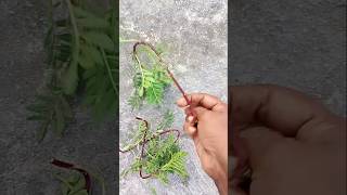 Marigold ek plant se mor plantmarigoldcuttingterrace gardenyoutubeshort [upl. by Sidky]