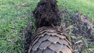 PANGOLIN TASTER BY GODDUNNIT PROMOTIONS PANGOLIN MISSION POSSIBLE [upl. by West]