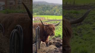 Highlands Cows Scotland [upl. by Delmar]