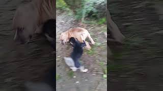 Chihuahua vs American bully pets dog doglover viral petowner bullylovers chihuahua animal [upl. by Rauch]