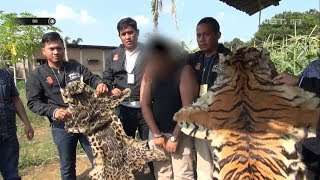 Penangkapan Pedagang Kulit Harimau yang Dijual Senilai 200 Juta  86 [upl. by Nenad]