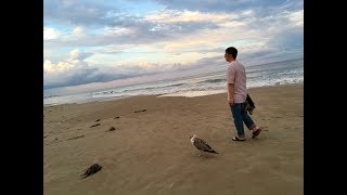 Walking my pet Great Black backed Gull at Ogunquit Beach [upl. by Carolyn886]