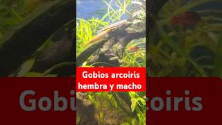 Pareja de gobios arcoiris [upl. by Millicent]