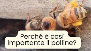 perché è così importante il polline [upl. by Dorie]