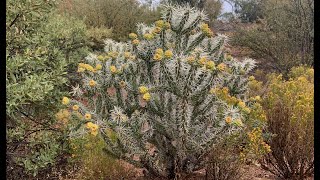 Evolutionary Strategies of Cholla Cacti [upl. by Eiggem]