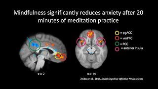 The Neuroscience of Meditation Mindfulness and Compassion [upl. by Newbill868]