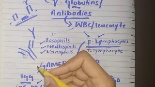 ANTIBODIES OR GAMMA GLOBULINS rolecomposition amp categoriesIgG A M E D [upl. by Juline]