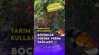 Böcekler sayesinde yüksek verim aldı doğa tarımhaber [upl. by Katsuyama]