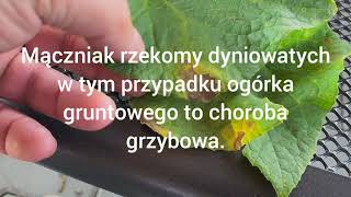 Choroby dyniowatych  Mączniak Rzekomy ogórka [upl. by Abba]