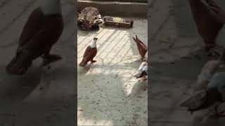 Karbalai kabootar pigeons layyah foryou kabootar bird trending pigeon birdslover multan [upl. by Marcin552]