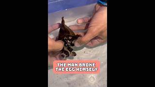 Man hatches baby from shark egg [upl. by Ardnasac899]