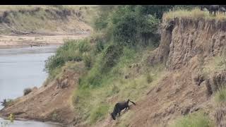 The Great Wildebeest Migration Crossing at Mara River Serengeti National Park [upl. by Effy851]