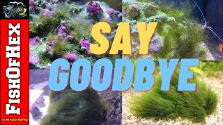 Solving Your Reef Tank Algae Problem Once And For All [upl. by Zebaj546]