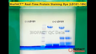 BioFACT™ RealTime Protein Staining Dye for SDSPAGE LD101 Protein gel을 running하면서 실시간으로 size 확인 [upl. by Yerhcaz]