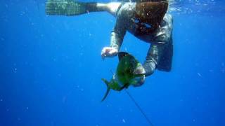 Key West spearfishing in May [upl. by Africa]