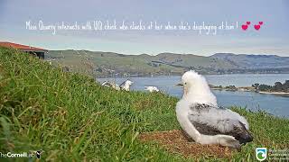 Royal Albatross Miss Quarry interacts with UQ chick who clacks at her when shes displaying at him [upl. by Cote]