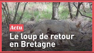 Exclusif  il découvre un loup en Bretagne [upl. by Bendite983]