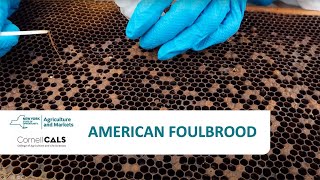 American Foulbrood [upl. by Lezah]