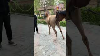 Wild Mustangs Horses Running Fighting and Roaming Free [upl. by Vedis]