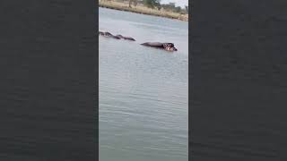 Hippos swimming trendingvideo wildlife trendinghippopotamus animals vialshortsafari nature [upl. by Sset]