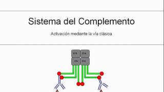 Sistema del Complemento en español vía clásica [upl. by Attennot]