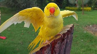 Lovely Yellow Ringneck Parrot Taking Bath [upl. by Horsey]