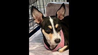 1yearold lowrider CorgiRat Terrier mix cutie available for adoption [upl. by Salakcin]