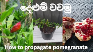 Two ways to propagate pomegranateදෙළුම් පැල හදලා මුදල් උපයන හැටිස්වයං රැකියා අදහස් [upl. by Jarrad]