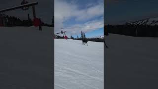 Moose Chases Skiers Down Mountain [upl. by Gaylor]