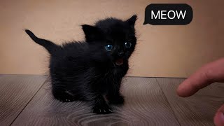 Little Cat Meowing Sounds  Cat Sound  Cat Voice [upl. by Eniwtna]