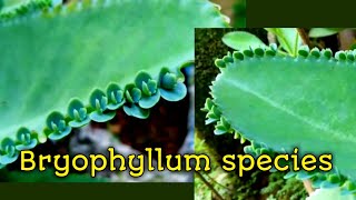 Bryophyllum species [upl. by Hieronymus]