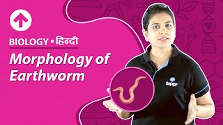 Morphology of Earthworm  Hindi  Biology [upl. by Nimzay]