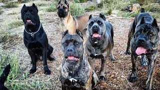 Atari the cane corso puppy wont back down [upl. by Leuname10]