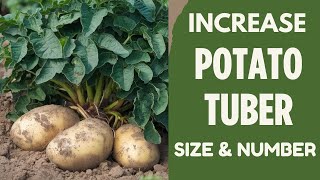 Increase Potato Tuber Size With These Fertilizers [upl. by Aymik]