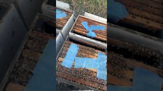 Treating bees for mites is the most important process in keeping bees bees beekeeping savethebees [upl. by Ynaffat]