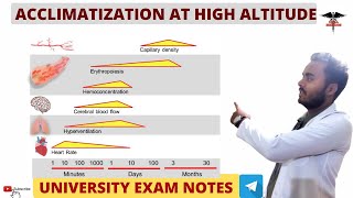 Acclimatization  Changes at High Altitude  Respiratory System physiology [upl. by Eugor]