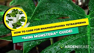 Complete Guide to Rhaphidophora Tetrasperma How to Care amp Grow for “Mini Monstera” [upl. by Bidget]