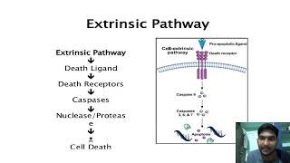 Apoptosis Programmed Cell Death  Developmental Biology CSIRNET [upl. by Haraz]