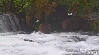 Katmai Brooks Falls Bear 32 attacks bear 602 and marks a tree 0911 2024 [upl. by Altman]