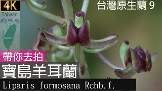 台灣原生蘭寶島羊耳蘭 Liparis formosana Rchbf 別名寶島羊耳蒜，帶你去拍台北市典藏植物園：202405 [upl. by Ran]