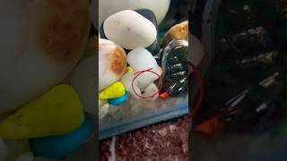 Guppy giving birth minivlog shorts yputubeshorts aquarium fishbabies fishtank [upl. by Euqirdor]