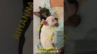 SON MUY DORMILONAS 🐶♥️ funnyvideo funnyshorts funny humor humor dogs dogslover [upl. by Kilk]