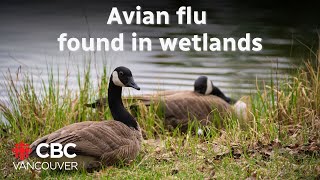 Vets are warning of avian flu in wetlands as diagnosed BC teen remains critical [upl. by Sosthina]