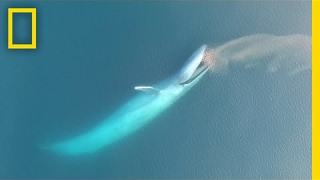 See Blue Whales Lunge For Dinner in Beautiful Drone Footage  National Geographic [upl. by Geraldina]