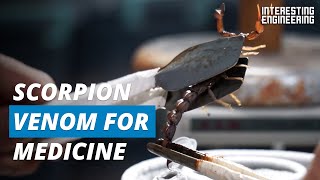 How to Milk Scorpions to Use Their Venom as Medicine [upl. by Aerdnat]